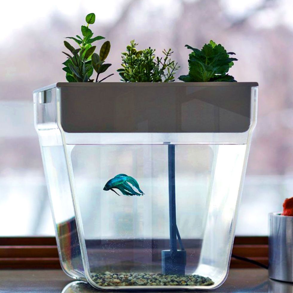 Betta fish self outlet sustaining