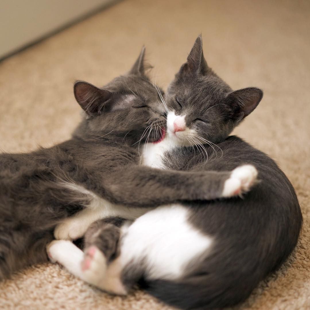 26 Best Cat Dog Instagram Accounts In 2018 Cute Pet Instagrams