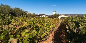 Robert Mondavi  - Napa wineries