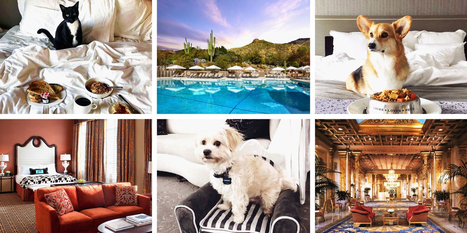 9 Best Pet Friendly Hotels For 2018 - Hotels & Accommodations That ...