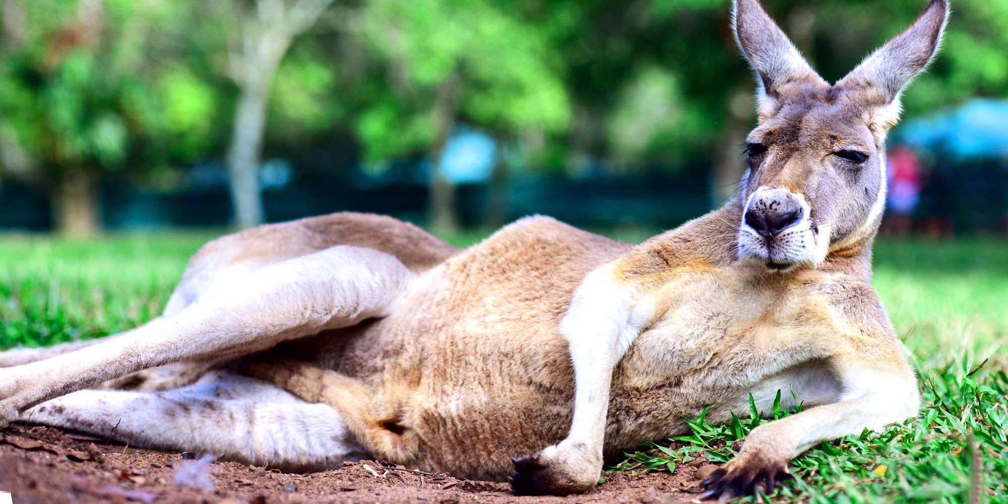 15 Best Zoos in the World - 2019's Top Zoos in the . and Around the World 15 Best Zoos in the World - 2019's Top Zoos in the . and Around the World
