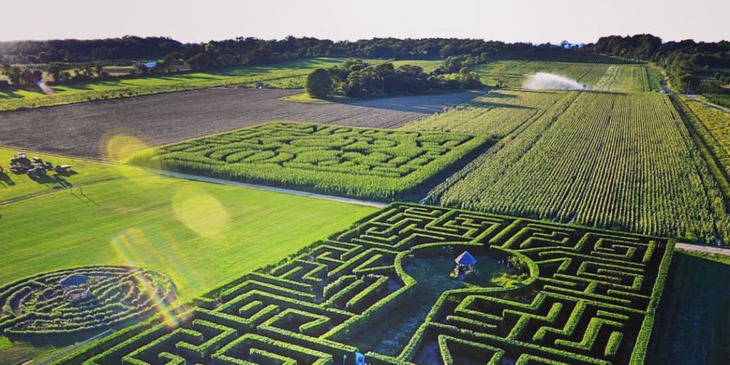 the amazing maze and pumpkin patch