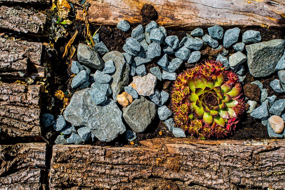 succulents rock garden