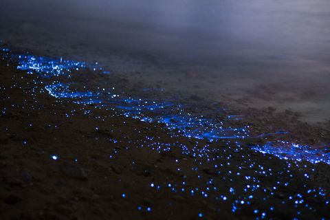 Guide to Bioluminescent Bay in Puerto Rico for 2018 - Things to Do at ...