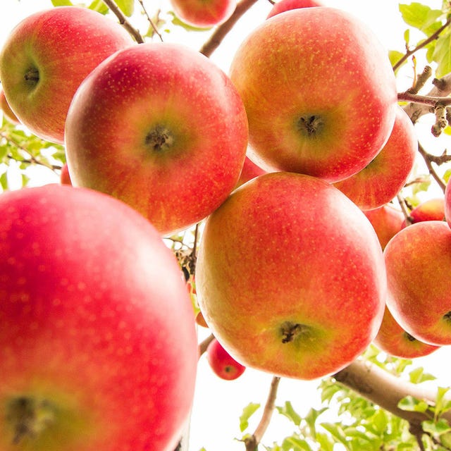 6 Best Places to Go Apple Picking Near NYC Where to Go Apple Picking in NYC