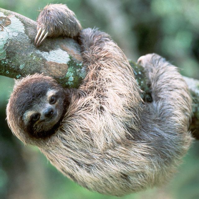 sleepover with sloths