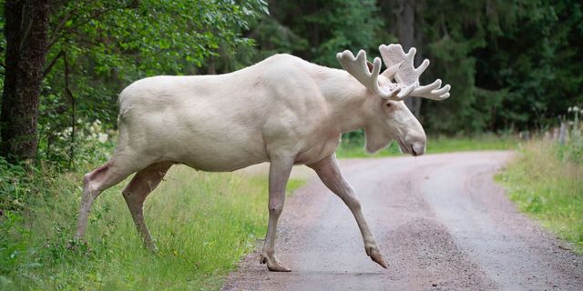 white moose in sweden