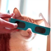 dogs and cats wearing eclipse glasses