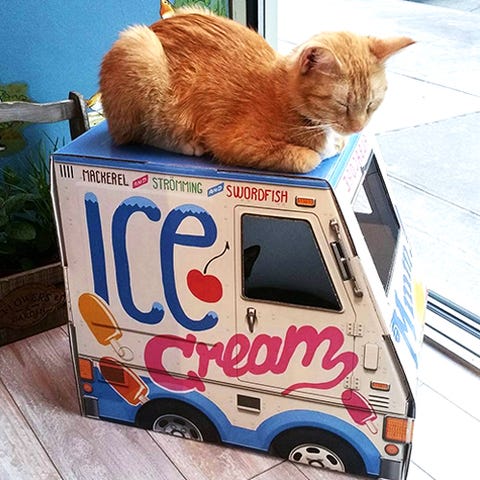 1503422342-brooklyn-cat-cafe.jpg