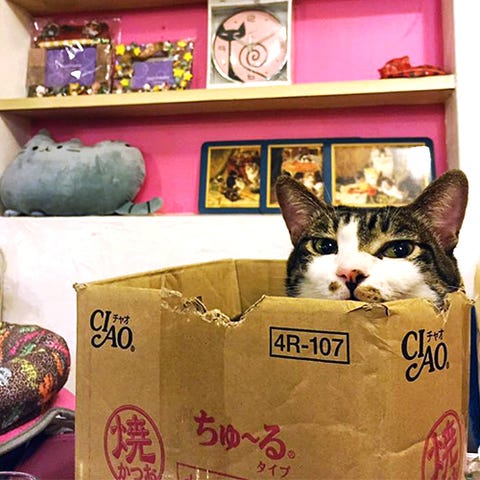 1503422397-cat-dog-cafe.jpg