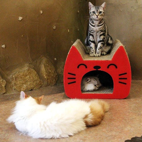 1503422782-temar-cat-cafe.jpg