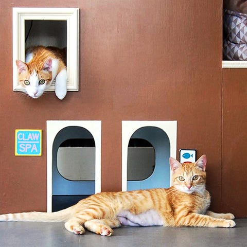 1503422894-cat-town-oakland.jpg