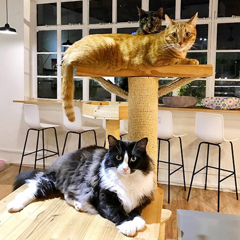 1503422991-cat-cafe-singapore.jpg
