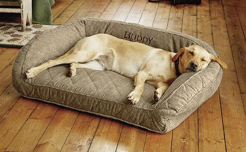 orvis memory foam best dog bed ever