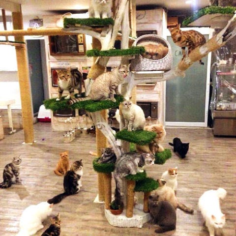 9 Best Cat  Cafes Around the World Cat  Cafes to Visit in 2021