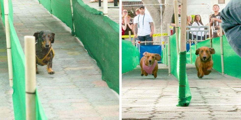 Wiener Dog Races have dachshunds racing every Sunday in Huntington Beach, LA