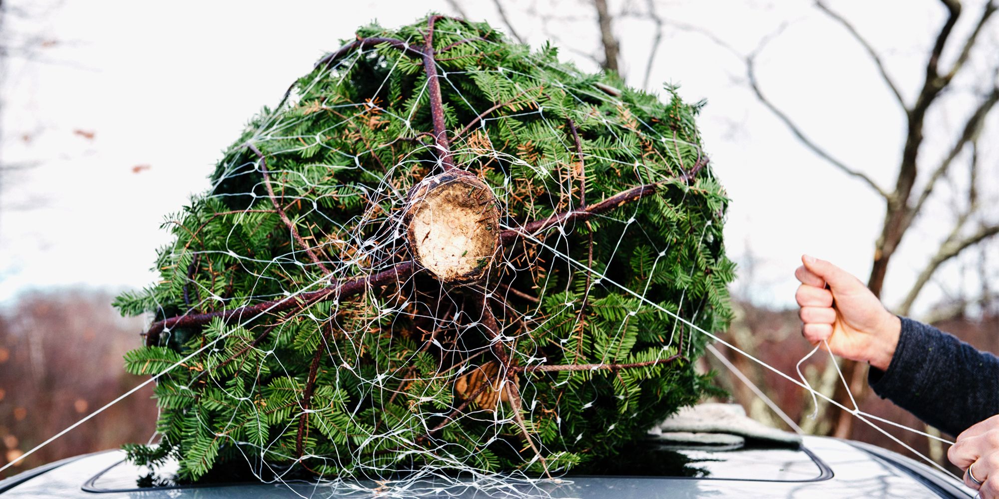 christmas tree delivery