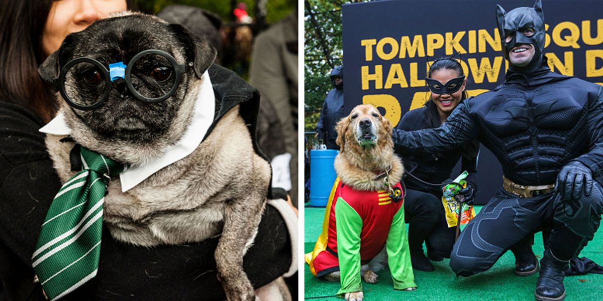 NYC's Annual Halloween Dog Parade at Tompkins Square Park.