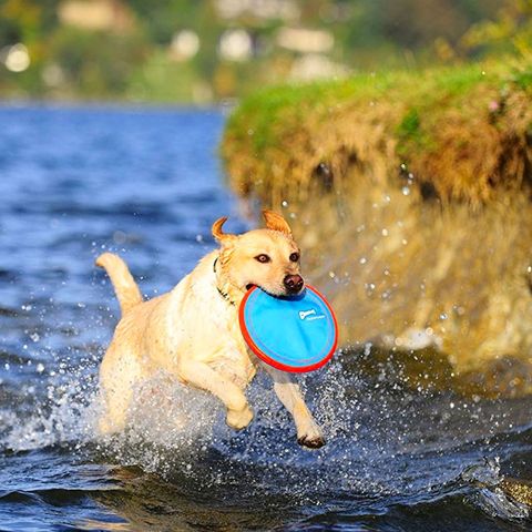 27 Best Dog Toys to Buy for Your Pooch in 2018 - Interactive ...