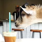 Civil Goat Coffee in Austin, Texas