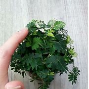 The Mimosa pubica is a sensitive plant that moves when you touch it