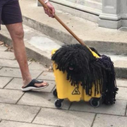 Broom, Asphalt, Household cleaning supply, Dog breed, Street sweeper, Mop, 