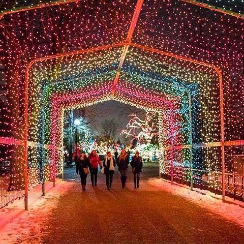 Lincoln Park Zoolights — Chicago, Illinois
