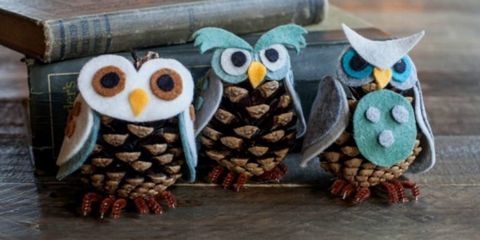 Owl, Bird, Bird of prey, Tree, Branch, Conifer cone, 