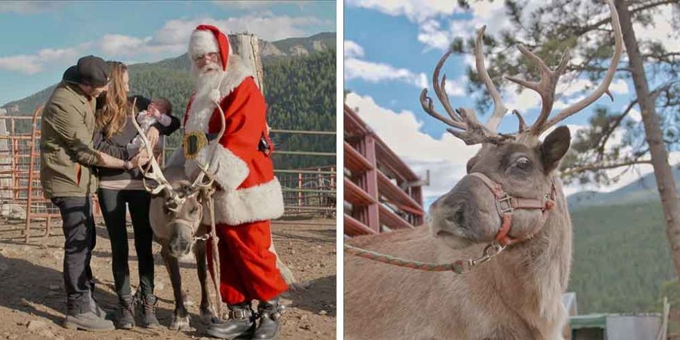 Santa Claus lives on a reindeer farm, Laughing Valley Ranch, in Colorado