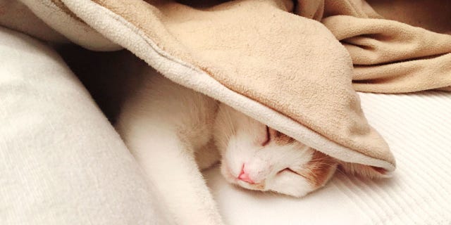 heated throw blankets