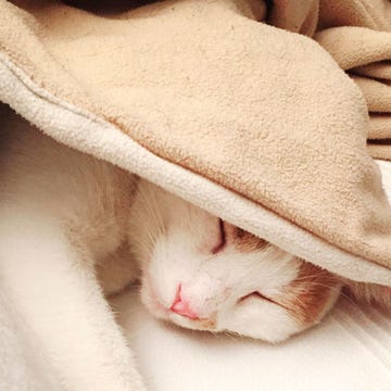 heated throw blankets