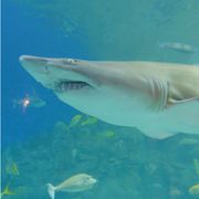 The Denver Aquarium offers a Yoga with Sharks