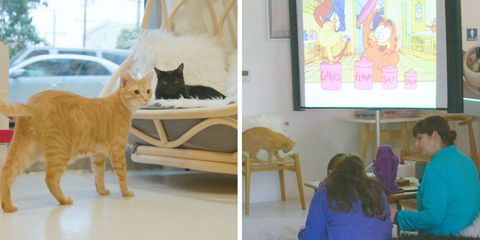 KitTea in San Francisco hosts Caturday, Saturday mornings where you can watch cartoons and eat cereal with your cat
