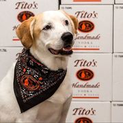 Tito's Vodka in Austin, Texas rescues dogs and lets their employees brings their dogs to the office