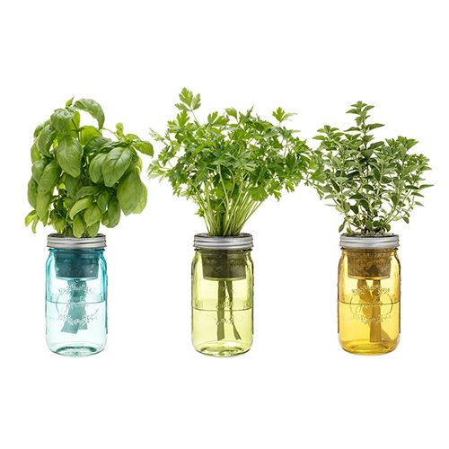 7 Best Indoor Herb Gardens In 2018 For Growing Herbs