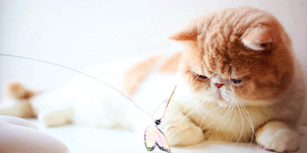 cool pet toys