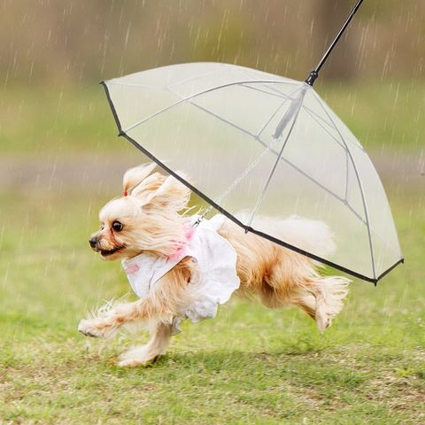 Umbrella, Dog, Canidae, Dog breed, Pomeranian, Fashion accessory, Carnivore, Sporting Group, Companion dog, 