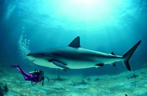 Sogni Di Nuotare Con Gli Squali Suggerimenti Per Lo Shark Diving