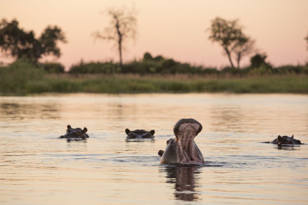 Hippopotamus, Okavango Delta, Botswana