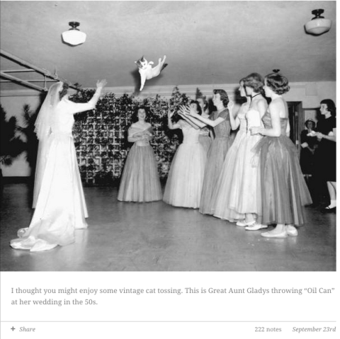 Brides Throwings Cats Il Tumblr Con Le Spose Che Lanciano Gatti Invece Del Bouquet
