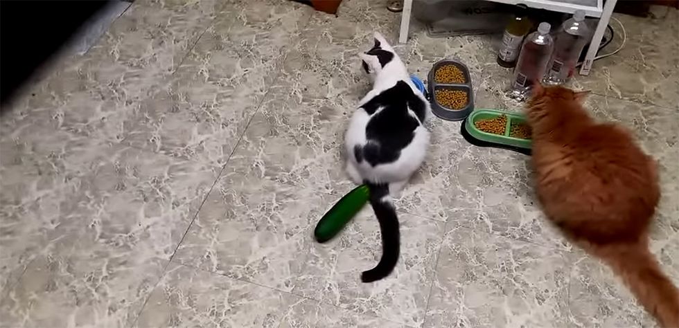 gatto spaventato dal cetriolo