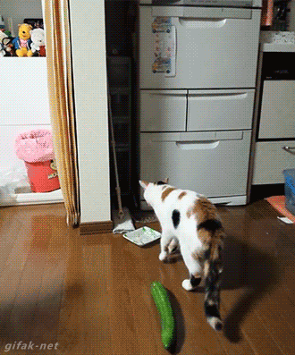 Perché Faresti Meglio A Non Spaventare Il Tuo Gatto Con Un Cetriolo