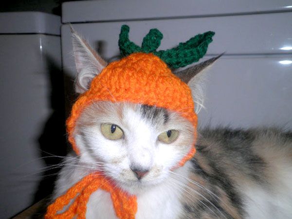 539ff5a47c6bd_-_cos-06-pumpkin-cat-mdn