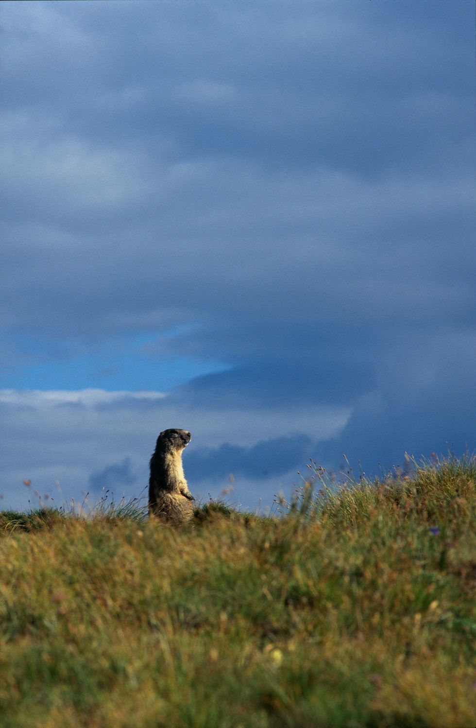 giorno della marmotta 13