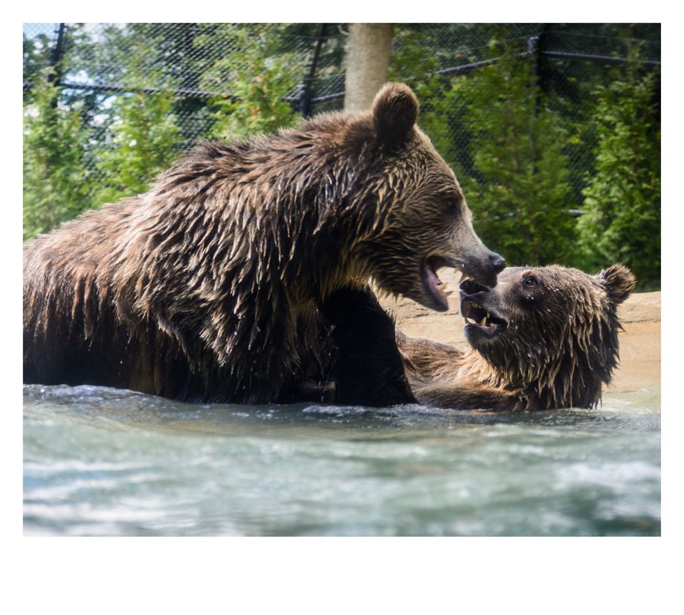 Body of water, Nature, Natural landscape, Grizzly bear, Brown bear, Organism, Water resources, Bear, Vertebrate, Landscape, 