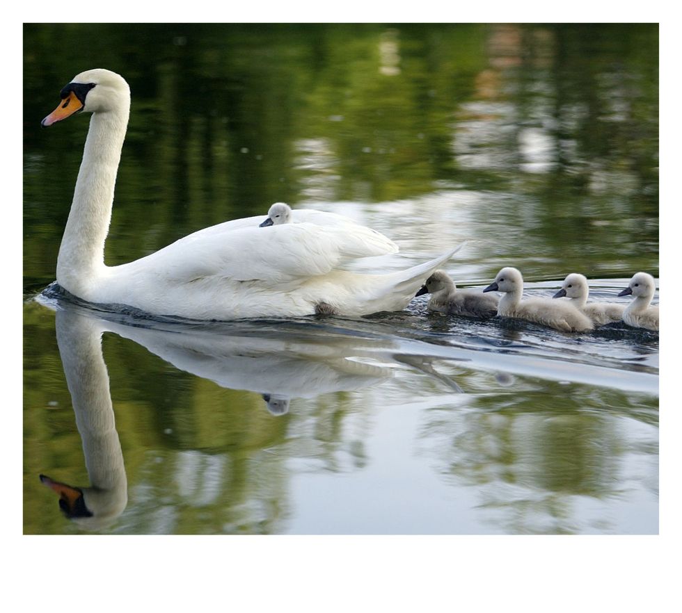 Bird, Swan, Vertebrate, Water bird, White, Ducks, geese and swans, Beak, Waterfowl, Wildlife, Water, 