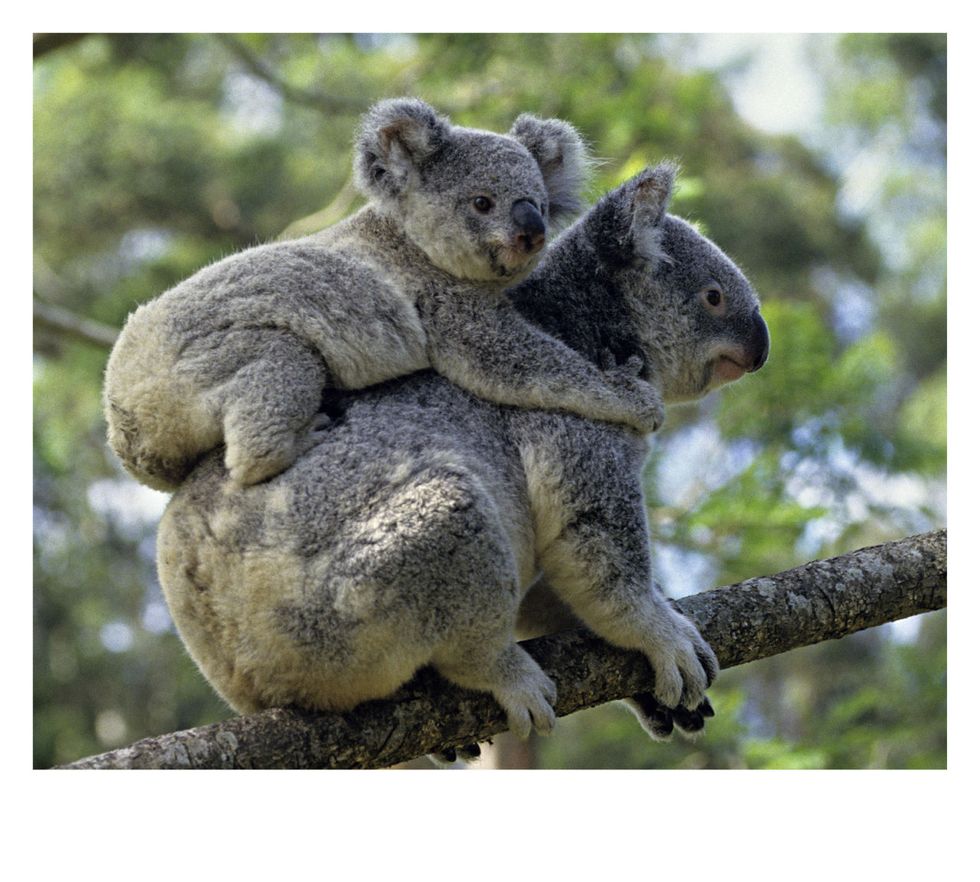 Koala, Mammal, Vertebrate, Marsupial, Terrestrial animal, Snout, Wildlife, Adaptation, Organism, Tree, 