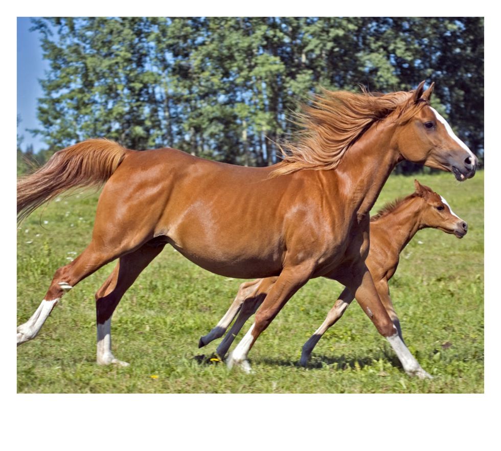 Horse, Mammal, Vertebrate, Mane, Sorrel, Stallion, Mare, Pasture, Mustang horse, Ecoregion, 