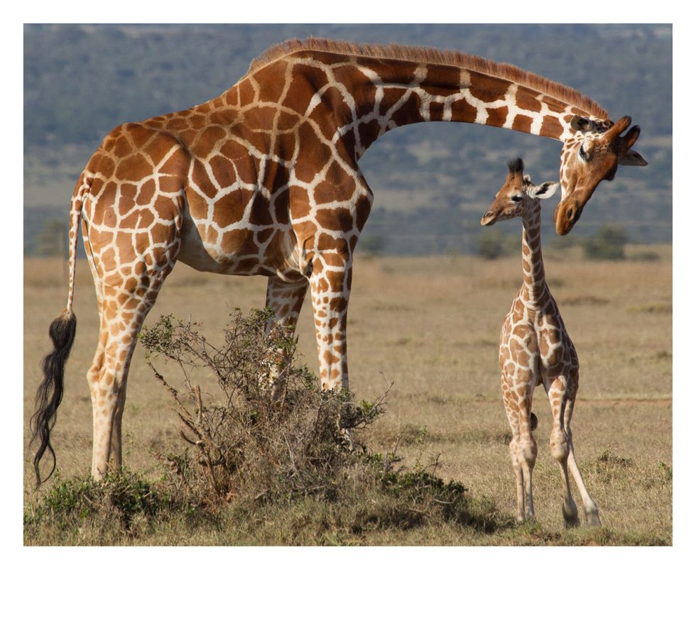 Giraffe, Terrestrial animal, Giraffidae, Vertebrate, Wildlife, Mammal, Grassland, Adaptation, Nature reserve, Neck, 