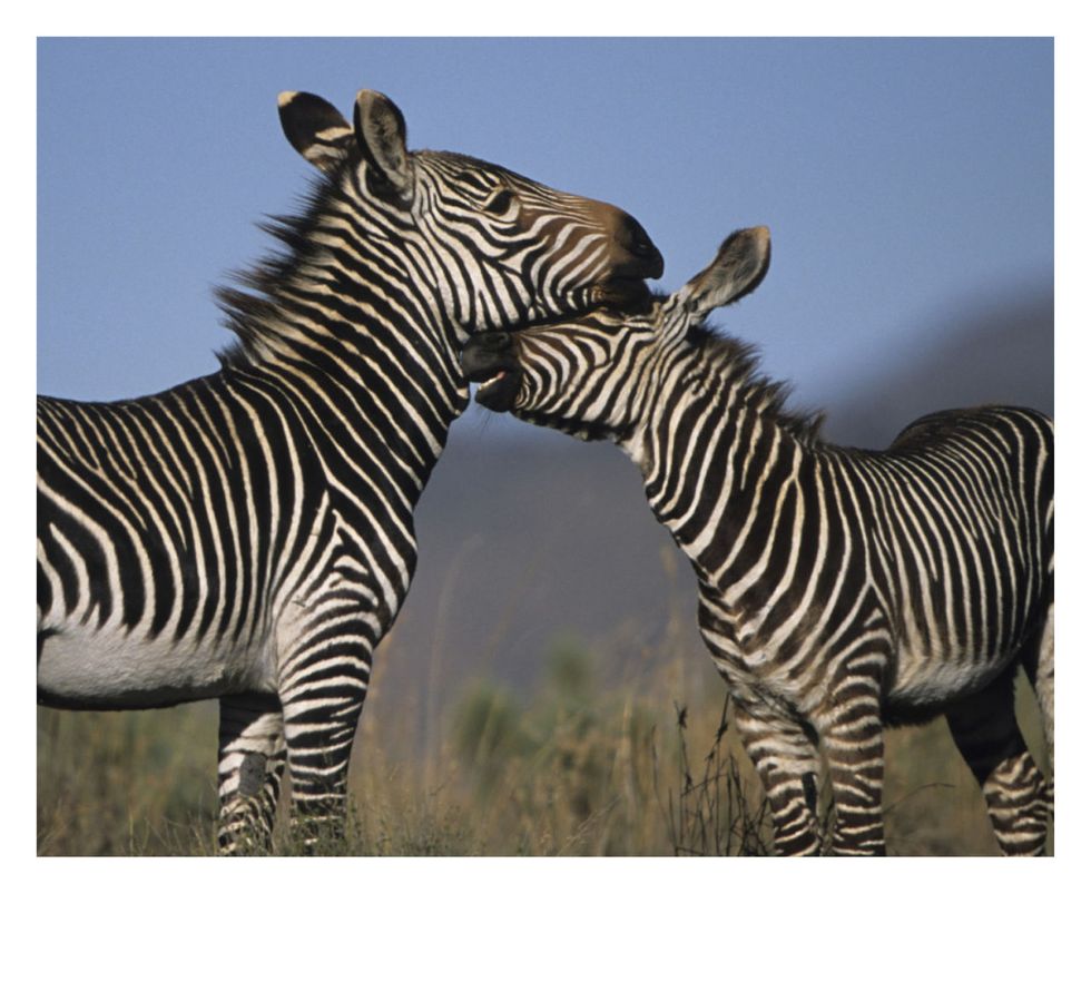 Zebra, Vertebrate, Wildlife, Terrestrial animal, Mammal, Grassland, Snout, Plain, Animal figure, Quagga, 